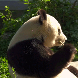大熊猫吃竹子熊猫动图高清图片