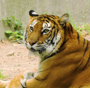老虎表情包图片