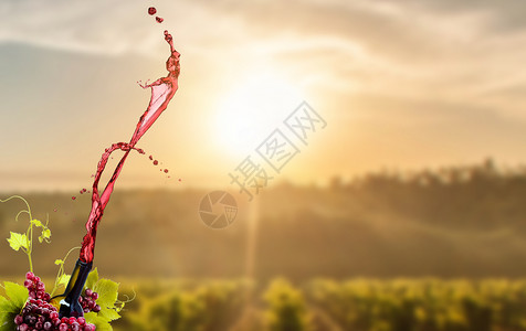 葡萄阳光红酒场景设计图片