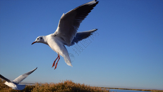 蓝色生态内蒙古额济纳旗居延海鸥鸟gif动图高清图片