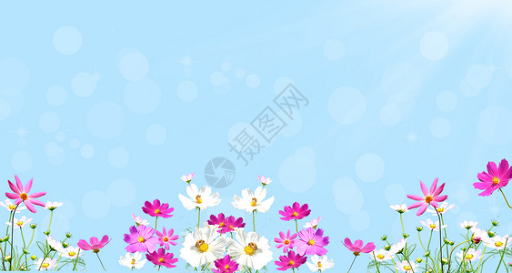 清新小花背景背景图片