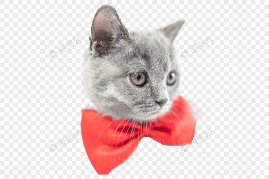 带红蝴蝶结的猫图片