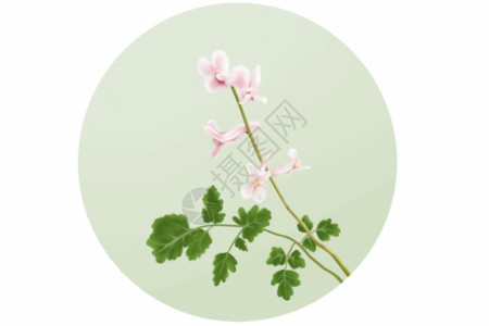 粉红色叶子插画紫堇花gif高清图片