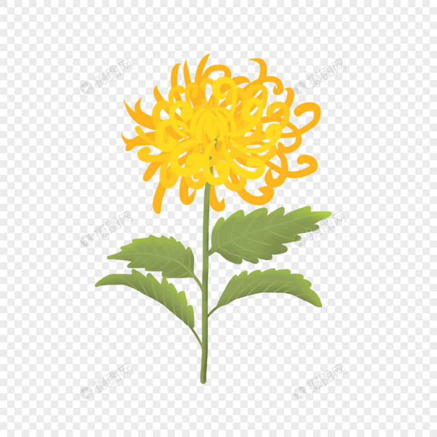 立秋金色菊花手绘植物素材图片