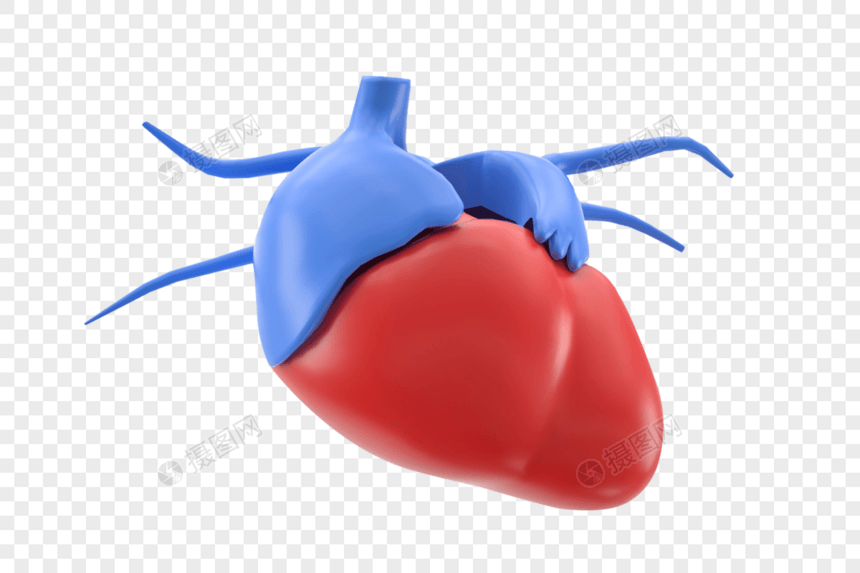 医学人体器官心脏图片