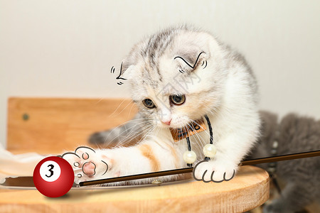 桌球可爱猫咪打台球插画