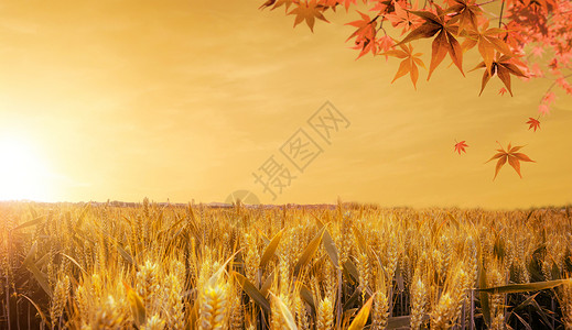 黄色麦田背景立秋背景设计图片