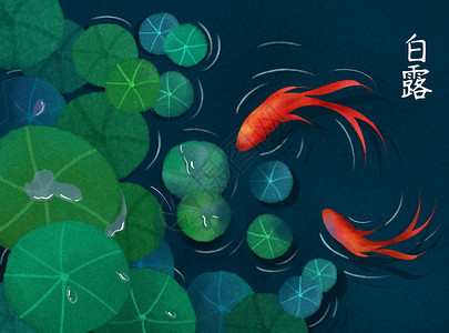 荷塘锦鲤白露节气插画背景图片