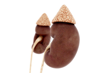 巧克力模型肾特写设计图片