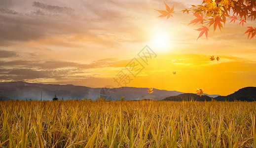 金色的小麦立秋背景设计图片