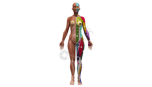人体经络图医用人体结构设计图片