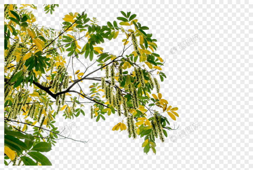 风杨树和它结满果实的种子图片