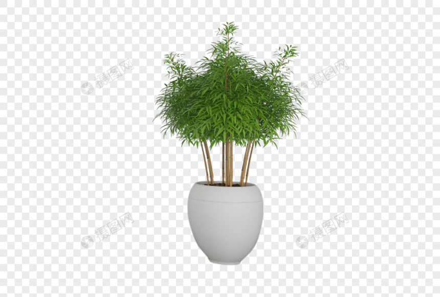 盆栽植物图片