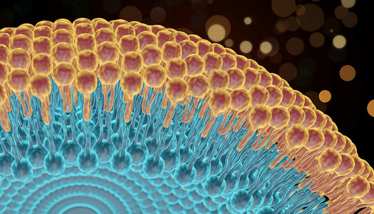医学结构 磷脂双分子层高清图片