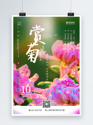 重阳节赏花促销海报清新简洁重阳节赏菊花促销海报模板
