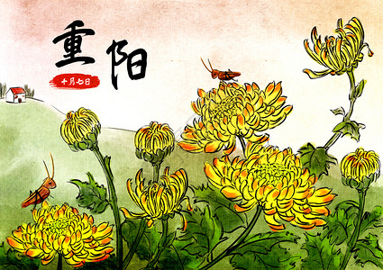 重阳节菊花盛开背景图片