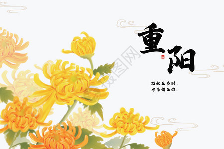 重阳九月菊花高清图片