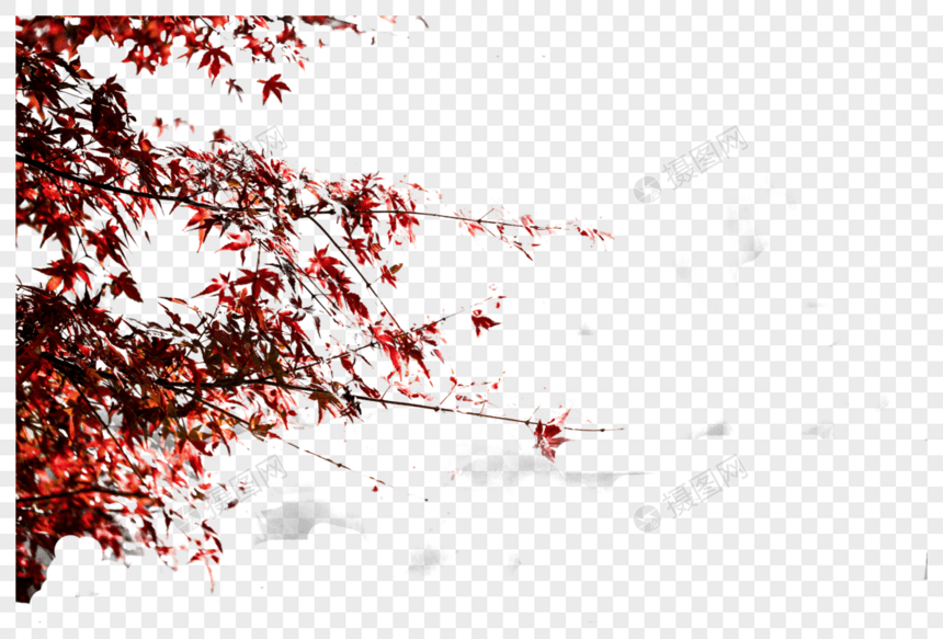 秋季的枫叶图片
