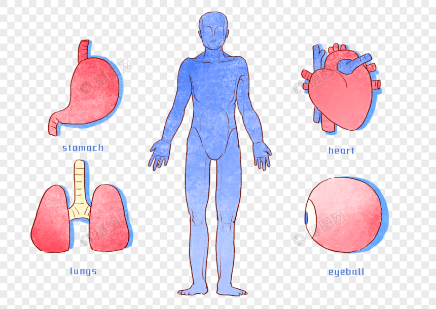 手绘人体器官图片