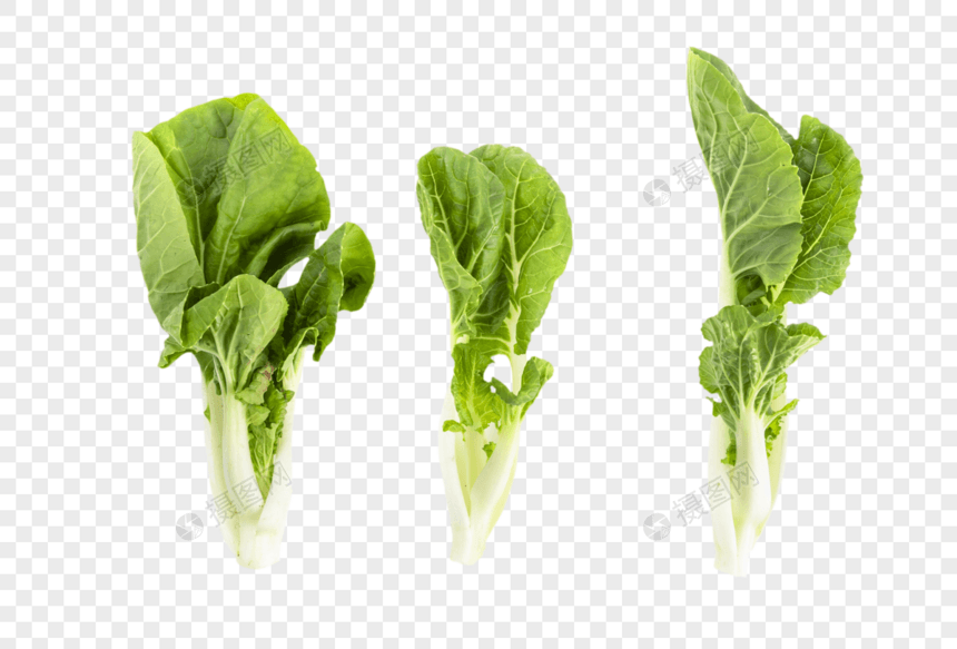 有机蔬菜小白菜图片