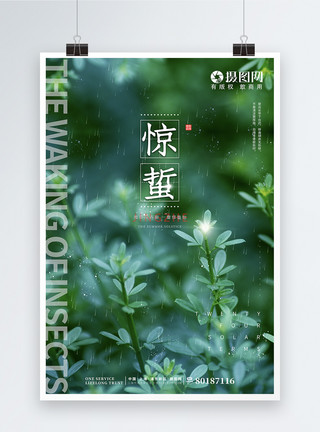 植物绿叶装饰清新微凉实景惊蛰节气海报模板