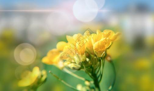 盛开的油菜花春天花朵背景设计图片