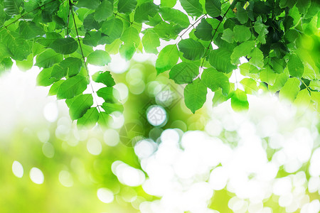 绿茵场上春天绿色树叶设计图片