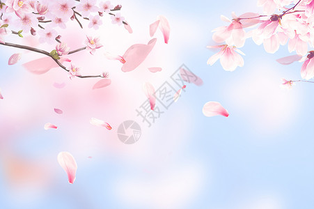 紫罗兰花瓣春天樱花背景设计图片