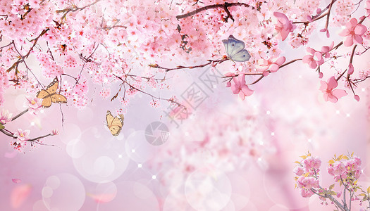 樱花穿过阳光春天花卉背景设计图片