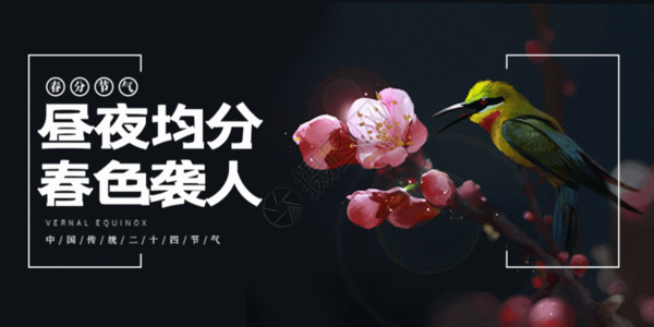 春风海报春分节气公众首页封面GIF高清图片
