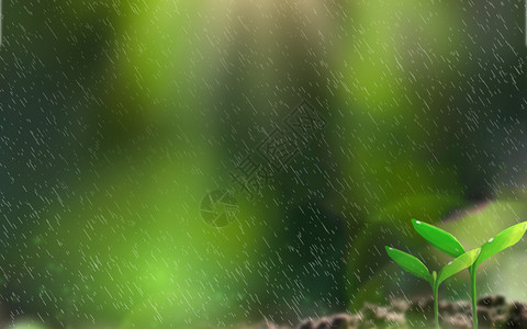 春天发芽雨中嫩芽高清图片