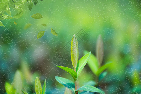 秋天下雨春天植物设计图片