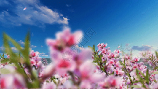 浪漫花朵素材春天桃花盛开地GIF高清图片