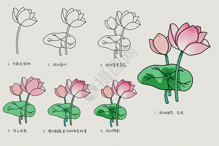 荷花简笔画教程图片