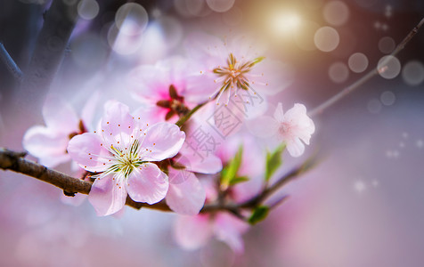 樱花特写花海春天花朵设计图片