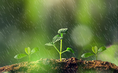 雨水叶子春天小禾苗设计图片