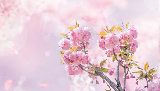 粉红色樱花树春天花朵设计图片