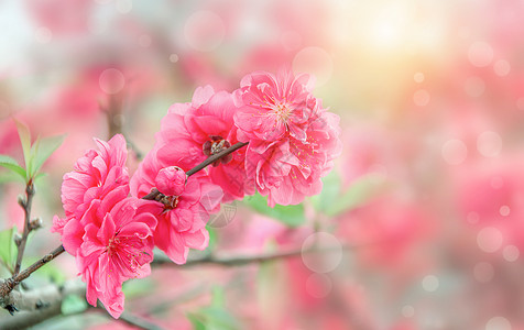 在那桃花盛开的地方春天花朵设计图片