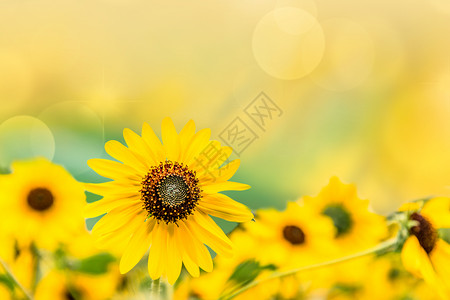 花朵太阳盛开的向日葵设计图片