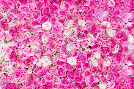 粉色的墙鲜花墙设计图片