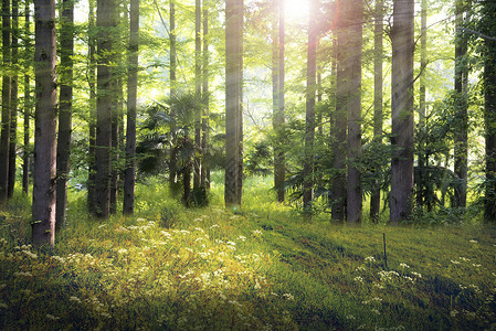 草地梦幻素材梦幻森林背景设计图片