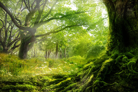 植物根梦幻森林设计图片