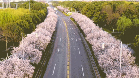4K航拍城市樱花道路GIF图片