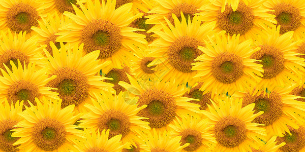 美丽的太阳花花墙设计图片