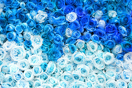 蓝色玫瑰花花卉鲜花墙设计图片