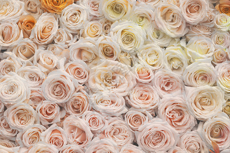 婚礼鲜花墙橙色唯美玫瑰花高清图片