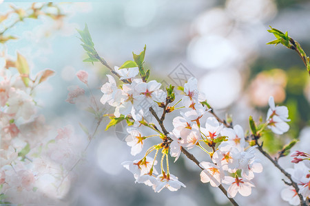 盛开的花卉樱花节设计图片