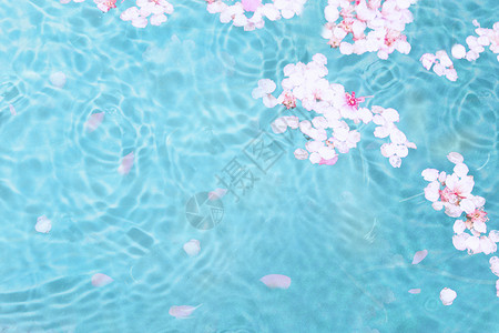 白色水面池水樱花设计图片