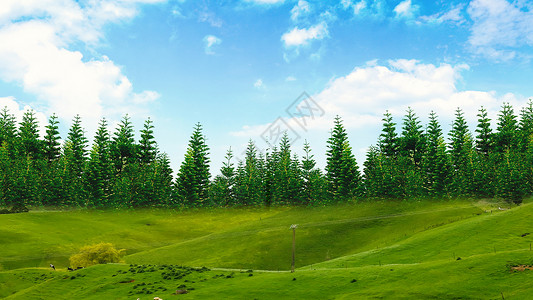 松树树林草地天空背景设计图片