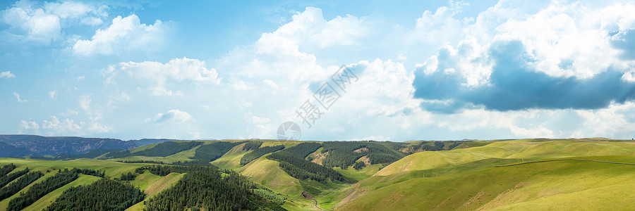 碧根果树草地天空背景设计图片